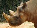 Black Rhino